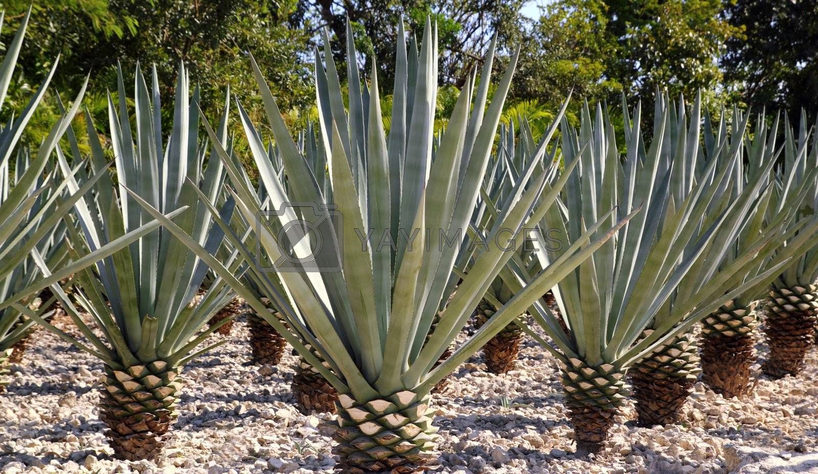 Agave tequilana plant for Mexican tequila liquor Royalty ...