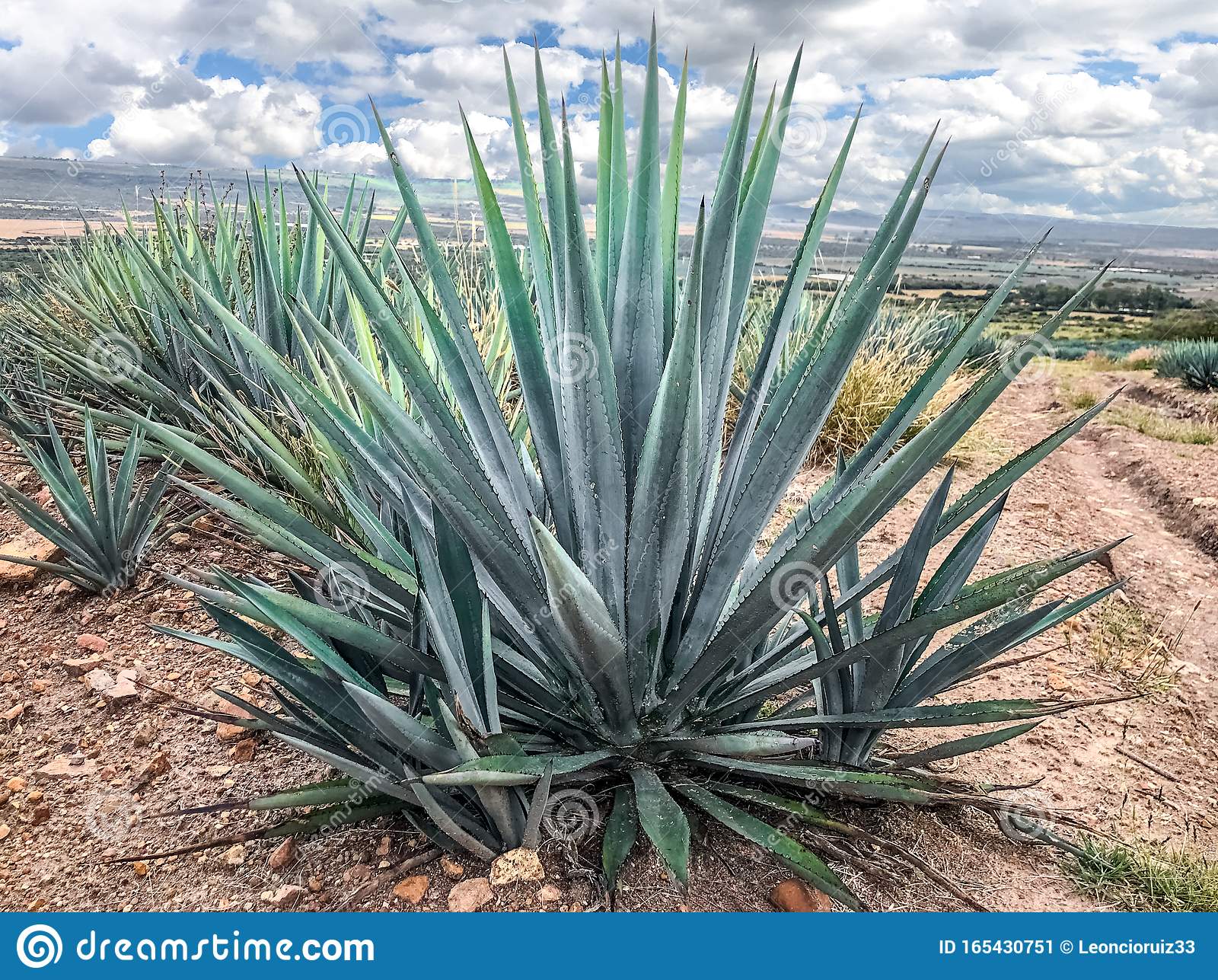 Blue Agave Plant, Ready To Make Tequila Stock Image ...