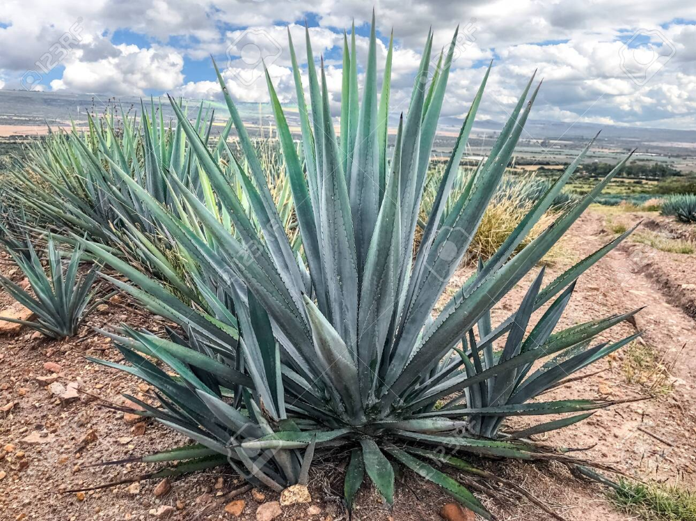 blue agave plant, ready to make tequila. The tall ones. Jalisco Mexico ...