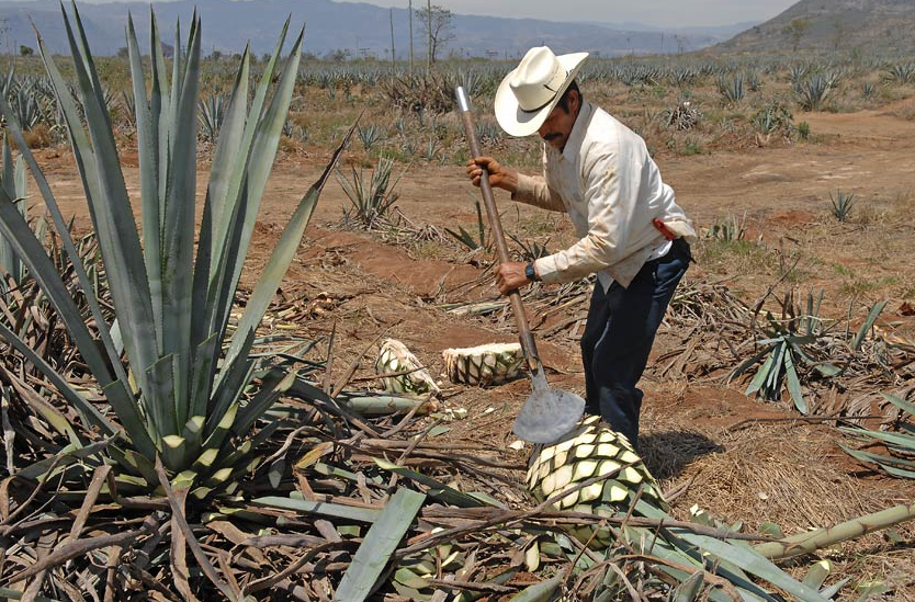 From Which Cactus Is Tequila Made