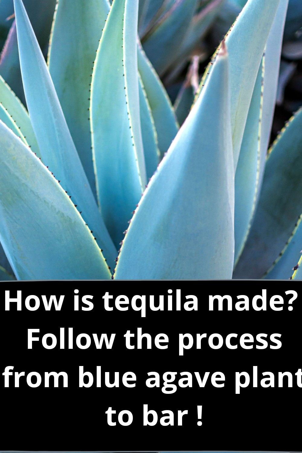How is tequila made,which plant tequila,where tequila plant find,how ...