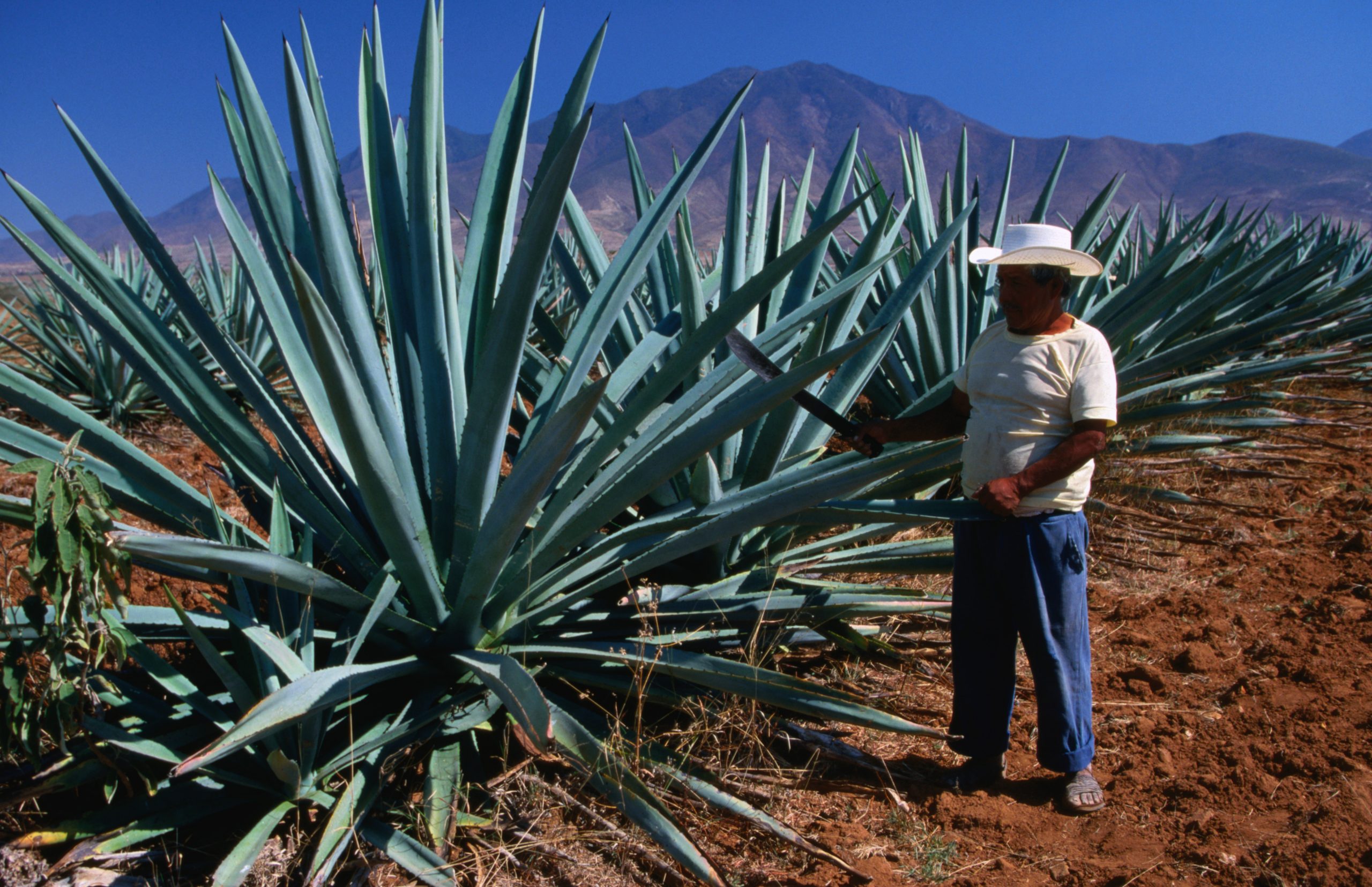 Mezcal for Beginners: Everything You Need To Quench That ...