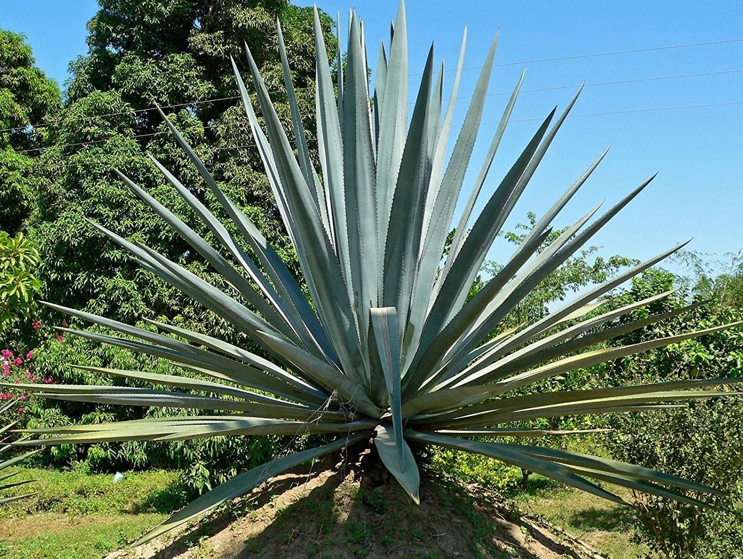 Tequila seed 20pcs free shipping Agave tequilana TEQUILA ...