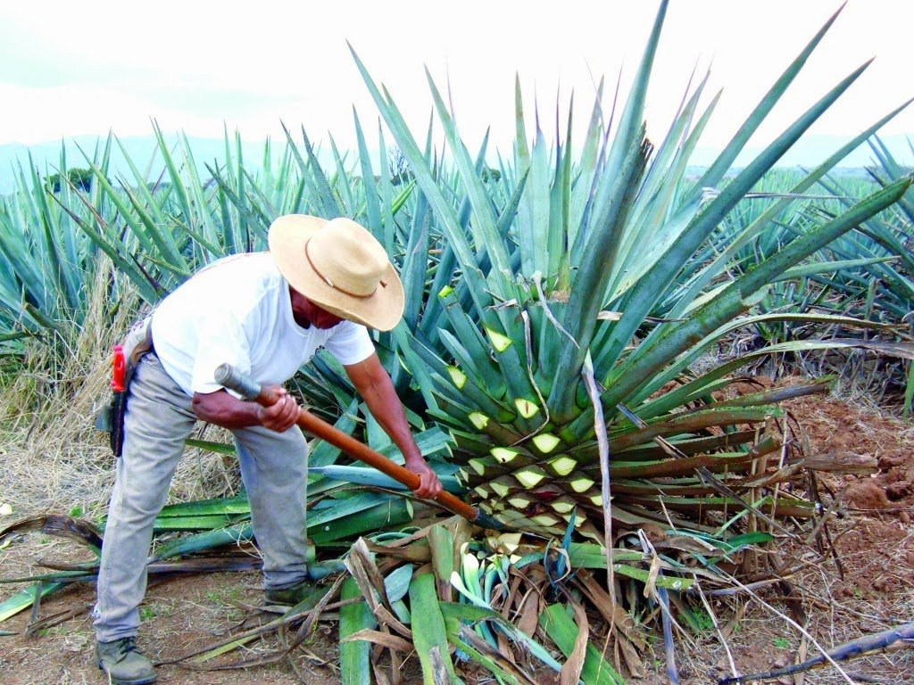 The Savvy Guyde: Know Your Poisons: Tequila